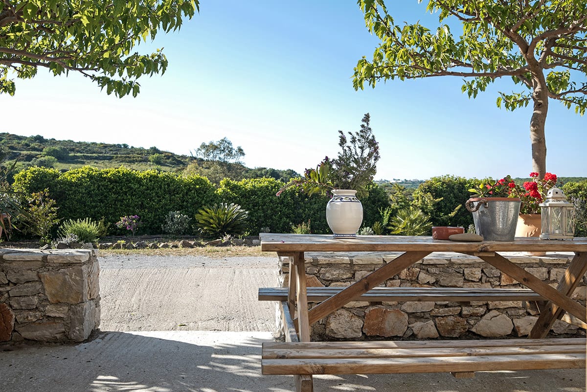 terra oliva 17